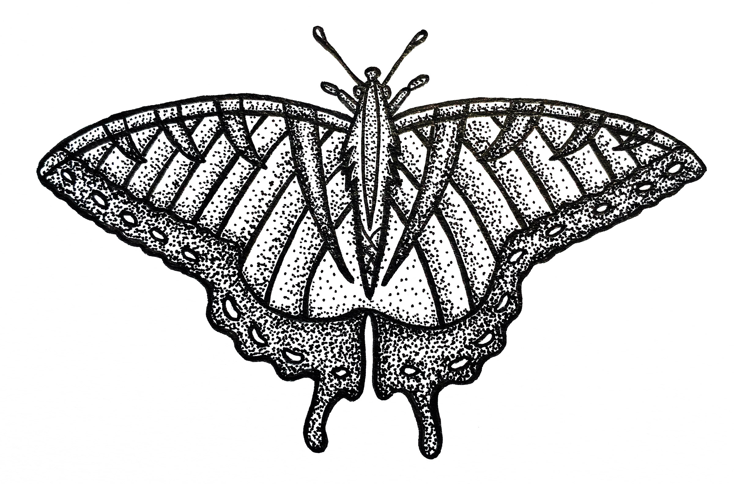 Butterfly drawing