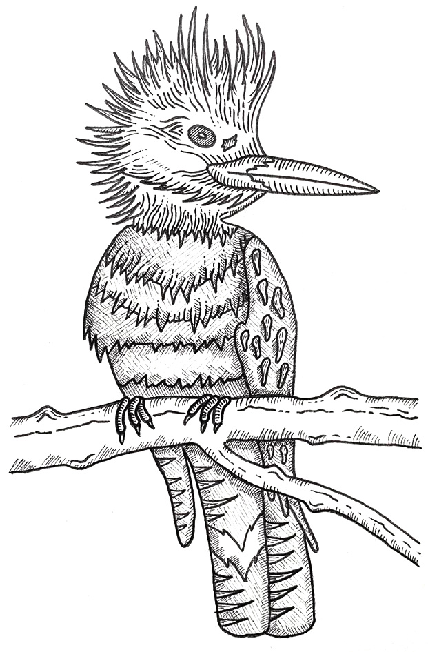 Belted Kingfisher drawing