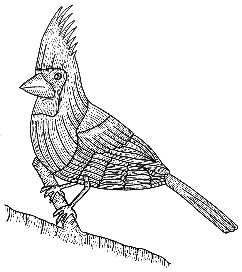 Cardinal drawing