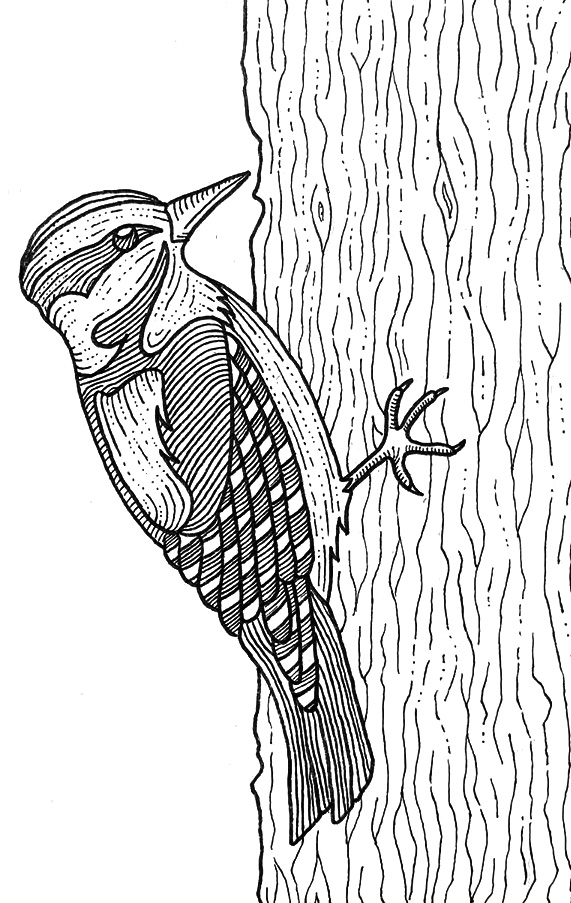 Downy woodpecker drawing