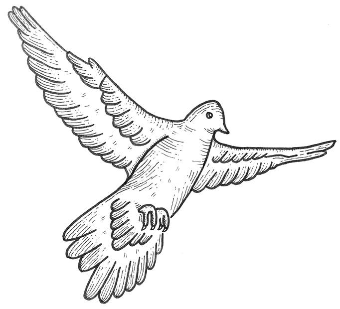 Mourning Dove Drawing