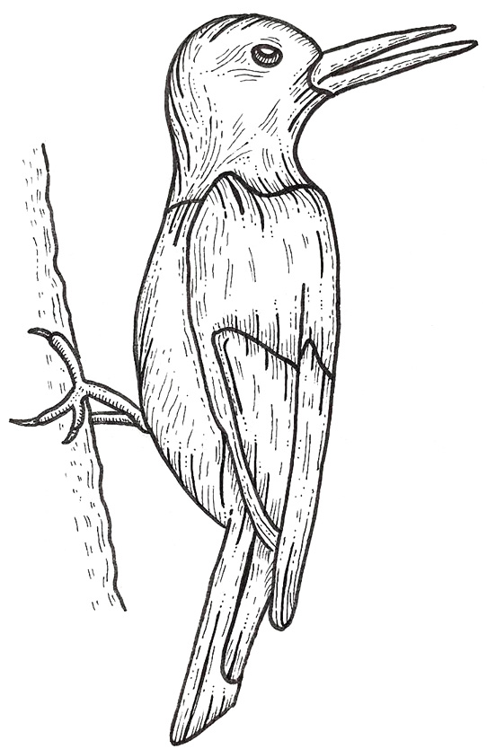 Woodpecker drawing