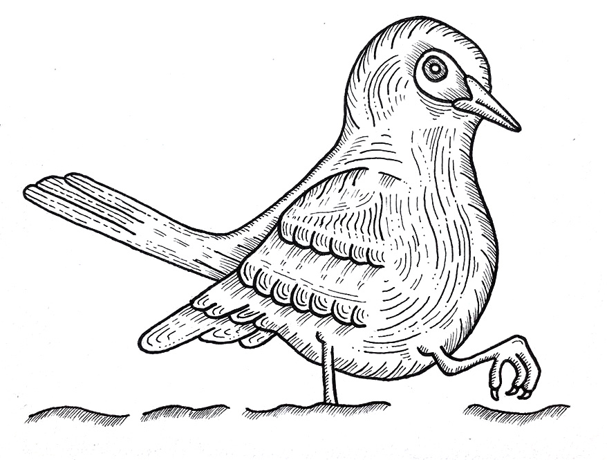 Blackbird drawing